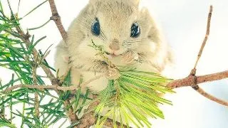 Insula Hokkaido, casa pentru 7 animale incredibil de dragute