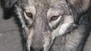 Naparlirea pisicii - cum sa treci peste aceasta perioada ?