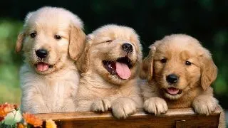 Horoscopul animalelor de companie. Cum se comporta in functie de zodie