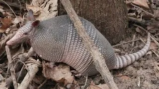 Animale despre care nu stiai ca exista