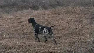Cainii de vanatoare si noua abordare deja dovedita in practica veterinara de zi cu zi in lupta impotriva babesiozei canine