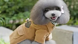 PET FASHION: Anul acesta se poarta jeans-ul prespalat si salopetele cu imprimeuri