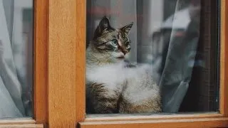 Cum sa ai grija de animalul tau de companie pe perioada pandemiei