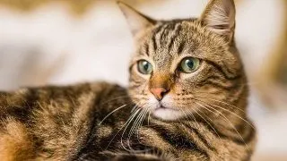 Tu cum iti hranesti pisicile adulte? Ai in vedere informatiile de aici!