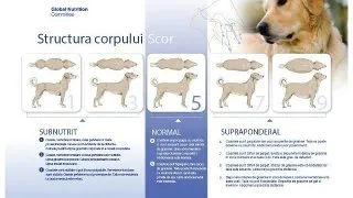 Sfaturi legate de dieta unui caine salvat din strada sau adoptat. De la salvare si adoptie la un caine fericit si sanatos