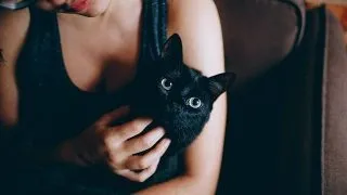 De ce o pisica va aduce un plus de valoare in viata ta. 3 motive care te vor convinge ca e timpul sa-ti iei o felina