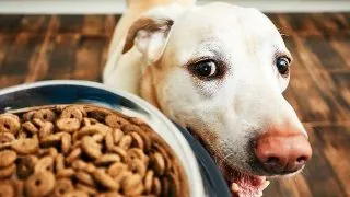 Ce avantaje ii asiguri cainelui tau cand il hranesti cu Nutraline?