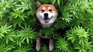 Tot ce trebuie sa stiti despre uleiul CBD pentru animale de companie