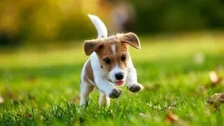 Cum putem elimina si preveni infestarea cu paraziti externi?