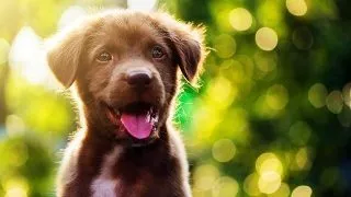 Cum protejam animalele de companie de purici si capuse?