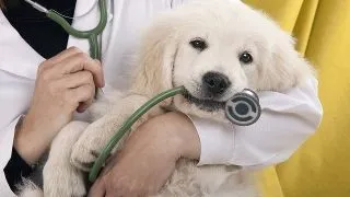 5 lucruri importante pentru a avea un animal de companie fericit