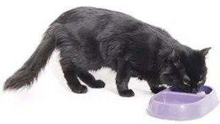 Cerintele nutritionale ale pisicii