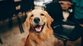 Despre rasa de caini Golden Retriever
