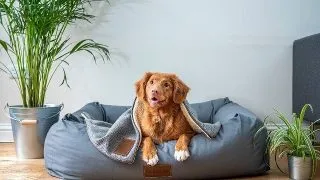 Cum sa calculezi costurile lunare de intretinere a unui animal de companie?