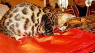 Rasa bengal la Sofisticat toamna 2008