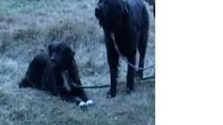 Premiera! A patra rasa de ciobanesti romanesti - Corbii