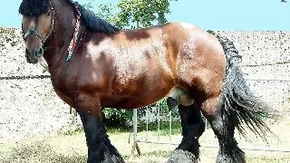 Rasa Ardeneza - rasa tipica de tractiune grea