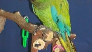 Ara Buffon (Buffon's macaw)
