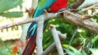 Ara cu aripi verzi (Green-winged macaw)