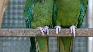 Ara cu capul albastru (Blue-headed macaw)