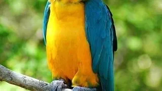 Ara cu gatul albastru (Blue-Throated macaw)