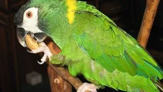 Ara cu guler galben (Yellow-collared macaw)