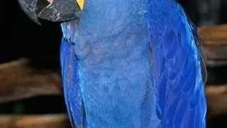 Ara hiacint sau zambila (Hyacinth macaw)