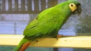 Ara illiger (Illiger's Macaw)