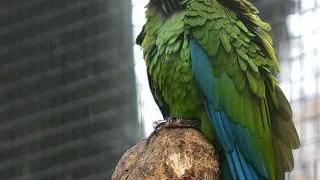 Ara  militaros (Military macaw)