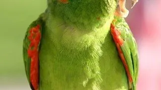 Ara  Noble (Noble's Macaw)