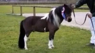Falabella - rasa de cai in miniatura