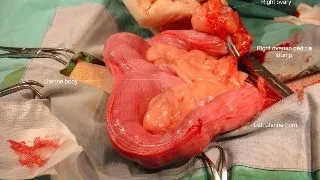 Bolile comune si testele de diagnostic ale aparatului reproducator al catelei