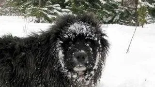 10 modalitati pentru a va proteja animalutul de companie in aceasta iarna