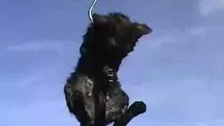 Adevarul despre puii de pisica folositi ca momeala vie