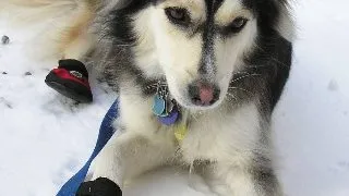 10 modalitati de a va incalzi animalutul de companie in aceasta iarna