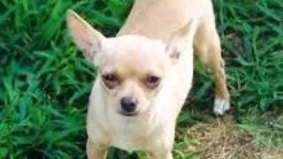 Chihuahua