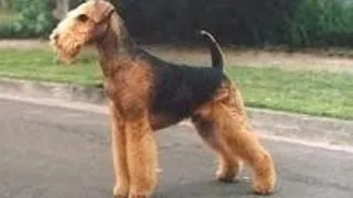 Airdale terrier