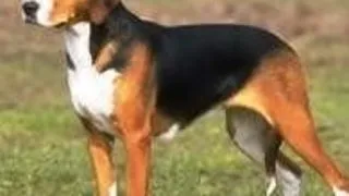 American Foxhound