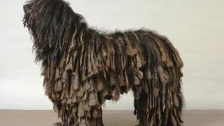 Bergmasco