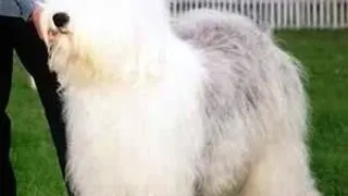 Bobtail sau Old English Sheepdog