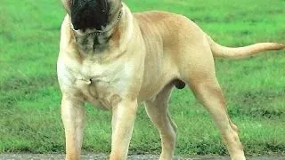 Bullmastiff