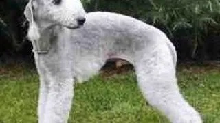 Bedlington Terrier