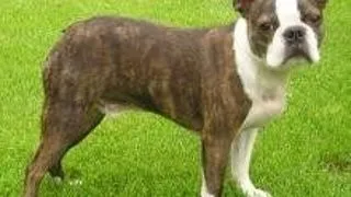 Boston Terrier