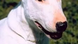 Bull-terrier