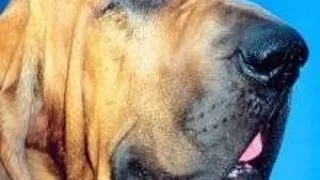 Bloodhound