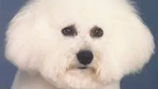 Bichon Frise