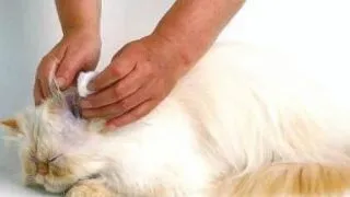Tumorile urechii la pisica
