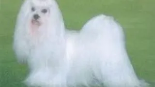 Bichon Maltez