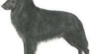 Ciobanescul Belgian sau Groenendael