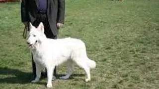 Ciobanesc alb elvetian